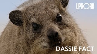 Dassie Fact [upl. by Goodden]