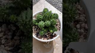 Euphorbia suzannae euphorbia cactus desertplants plantlover succulent cactusmania garden [upl. by Halsy]