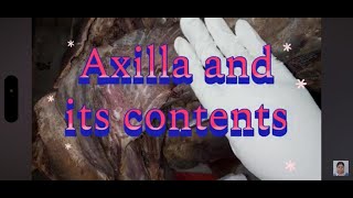 Axilla Boundaries and its Contents drchitrashumananatomy [upl. by Asirb]