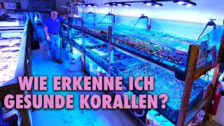 Woran erkenne ich gesunde Korallen  Claudes Tipps [upl. by Yleoj720]