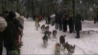 Harz Schlittenhunderennen Benneckenstein [upl. by Wanfried]