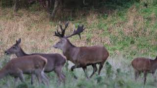 Red deer vocalisation examples including barking roaring and grunting [upl. by Scotti]