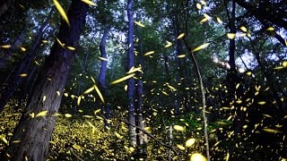 Firefly mating in the Smokies [upl. by Caylor558]