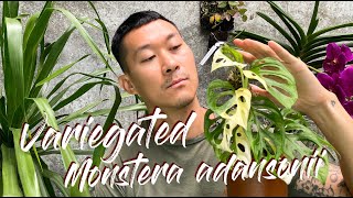 Monstera adansonii variegata care and propagation with updates [upl. by Koal]