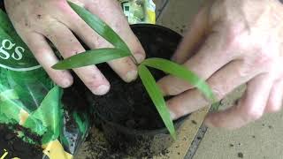 Repotting a Golden Cane Palm Seedling [upl. by Siravaj]