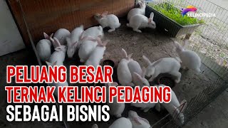 Ternak Kelinci Pedaging Peluang Untung Besar [upl. by Stover]