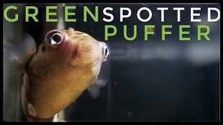 The REAL TRUTH About the Green Spotted Puffer Fish [upl. by Atekan601]