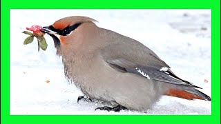 Bohemian Waxwing Song Bohemian Waxwing Voice Singing  Ampelis Europeo Canto  Bombycilla Garrulus [upl. by Nyliuqcaj98]