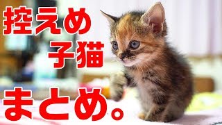 控えめに言って可愛すぎる子猫シリーズ完結記念まとめ [upl. by Jeaz149]