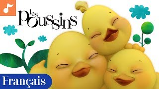 Les poussins  Childrens Nursery Song in French  Little Chickies Français  Canticos [upl. by Ahsiema]