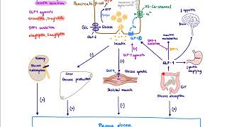 Brandls Basics Type 2 Diabetes agents and their mechanism of action [upl. by Ttirrej]