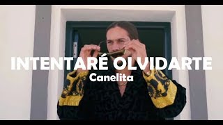 Canelita  Intentaré Olvidarte LETRA🎵 [upl. by Sihtnyc841]