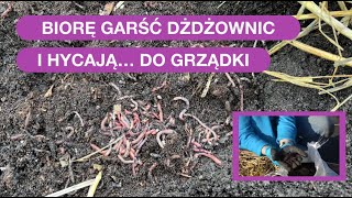 Dżdżownice Dodaj Do Grządki By Gleba Była Żyzna Uważaj By Nie Uciekły [upl. by Margarethe]