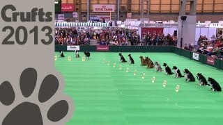 Obedience Dog Championships  Day 3  Stay Tests  Crufts 2013 [upl. by Dur911]