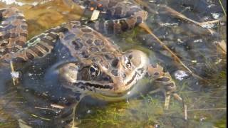 Northern Leopard Frog Calling [upl. by Nodyarg]