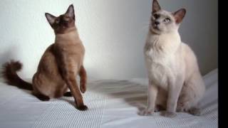 Tonkinese cat History Personality Health Care [upl. by Caesar]