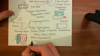 The Vascular Endothelial Growth Factor Part 1 [upl. by Eleazar]