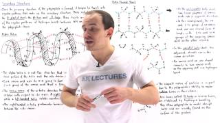 Secondary Structure of Proteins [upl. by Ayekel27]