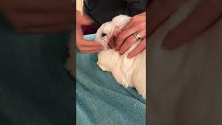 Rabbit abscess flush [upl. by Hanikehs]