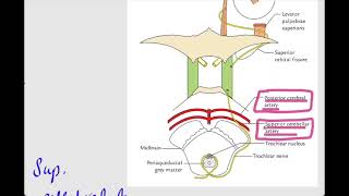 Trochlear Nerve4th cranial nerveOphthalmologyCN IV [upl. by Magavern309]