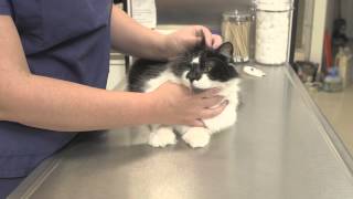 What Are the Side Effects of Rabies Vaccinations for Cats  General Cat Health [upl. by Thorndike47]