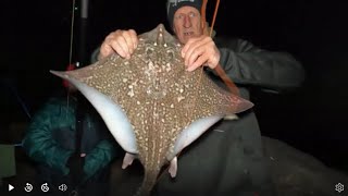 BIG RAYS AT HINKLEY  151124beachfishing seafishinguk bristolchannel beachfishing2024 [upl. by Imij32]