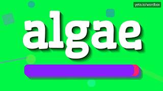 ALGAE  HOW TO PRONOUNCE IT [upl. by Hbaruas]