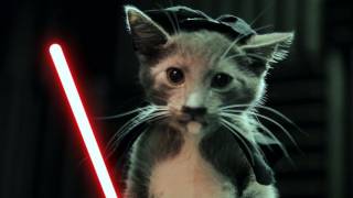 Jedi Kittens Strike Back [upl. by Wong]