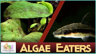 Introducing Algae Eaters Into Your Aquarium [upl. by Arette]