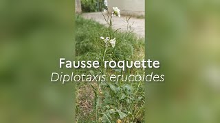 Fausse roquetteEspeces Phares [upl. by Sllew154]