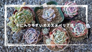 手に入りやすいエケベリア紹介【多肉植物】 [upl. by Helban]