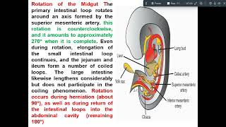 development of midgut amp hindgut [upl. by Zacharie334]