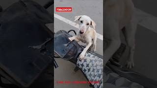 Milk for dogdogs streetdogshelp milkviralvideo [upl. by Ruscio]