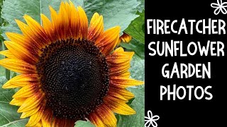 Burpee Sunflower Garden Photos Firecatcher sunflower slideshow burpees sunflower sunflowers [upl. by Laresa798]