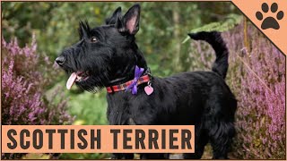 Scottish Terrier  Dog Breed Information [upl. by Avra]