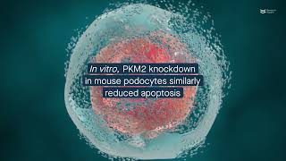 PKM2 deletion in podocytes alleviates acute kidney injury in mice [upl. by Sande]