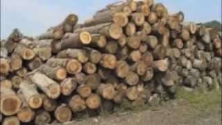 Deforestation A Documentary [upl. by Tterb]