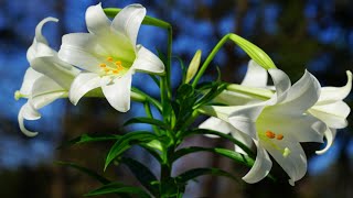 Growing Easter Lilies Outdoors Lilium Longiflorum [upl. by Kyle]