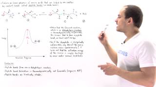 Peptide Bond Formation [upl. by Ajnot]