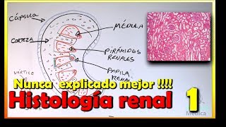 Histología de Riñón [upl. by Carolin]