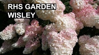 RHS Wisley August  HYDRANGEAS [upl. by Ariaz273]