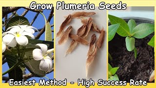 Plumeria Seed Planting  Super Easy Method Super High Success Rate Frangipani Plant [upl. by Nawrocki]