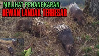 Penangkaran Hewan Landak Terbesar Asia Tenggara [upl. by Ataner]