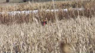 The Airedale Terrier Upland Hunting Style [upl. by Sirromal290]