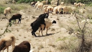 The sheep is meeting the sheepsheepmeeting sheepmeetingtharviralvideo youtube [upl. by Dumond]