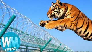 ¡Top 10 ESCAPES de ANIMALES de Zoológicos [upl. by Ahsieka306]