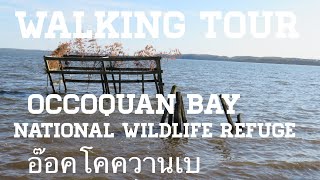 OCCOQUAN Bay National Wildlife Refuge Walking Tour [upl. by Kubiak]