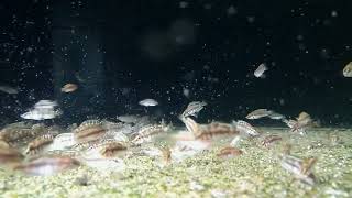 Altolamprologus calvus Yellow fry feeding [upl. by Royal]