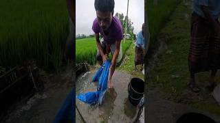 Best Traditional Net Fishing Video After Rain fish fishing fishingvideo [upl. by Twila]