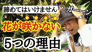 【なぜ咲かない！】園芸店長がお花の咲かない原因を教えます！毎年花をたくさん楽しみませんか？ガーデニング初心者の方必見です！ japan garden [upl. by Vieva28]